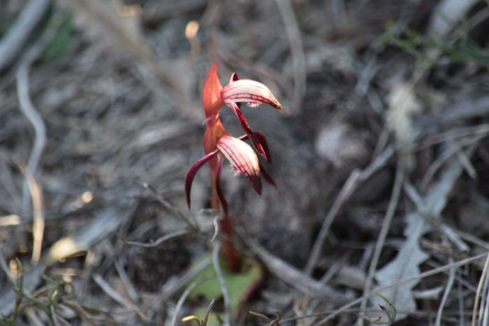 Pyrorchis  - Red beaked orchid-DSC_6957.JPG